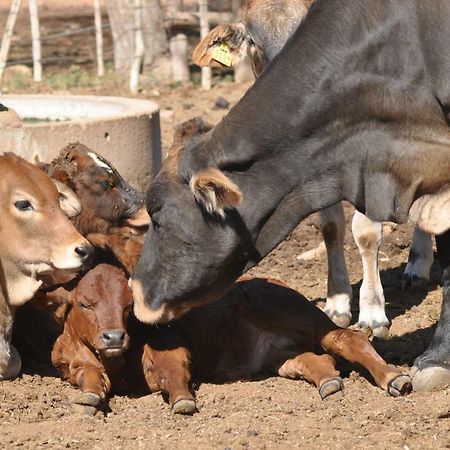 Haasenhof Gastefarm Villa Okahandja Dış mekan fotoğraf
