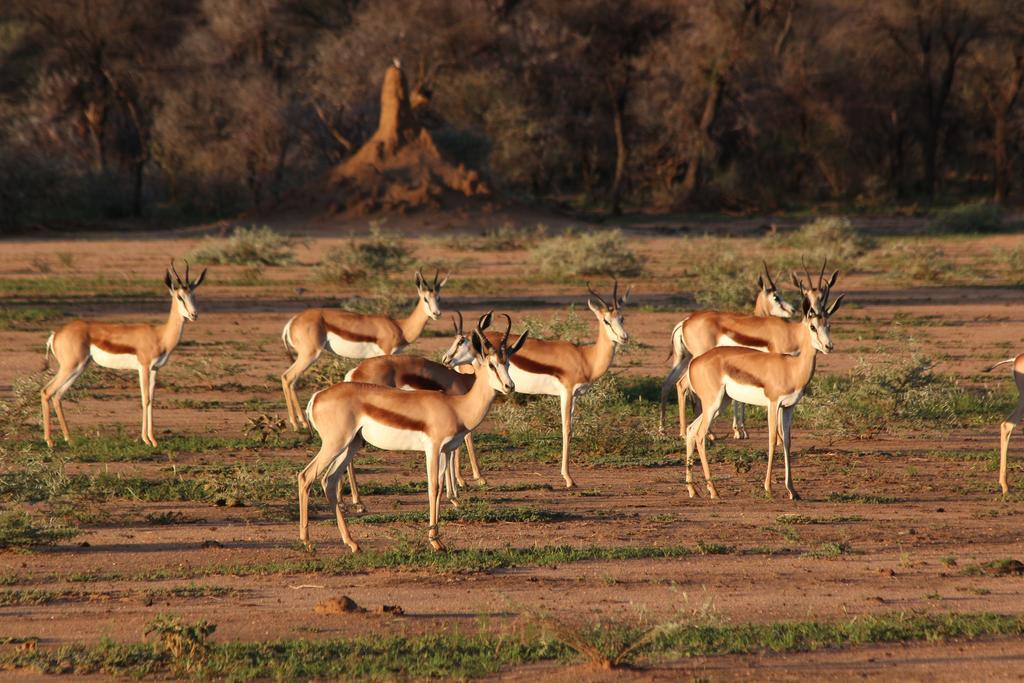 Haasenhof Gastefarm Villa Okahandja Dış mekan fotoğraf