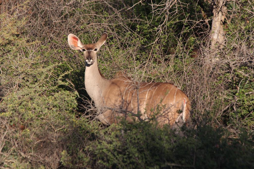 Haasenhof Gastefarm Villa Okahandja Dış mekan fotoğraf