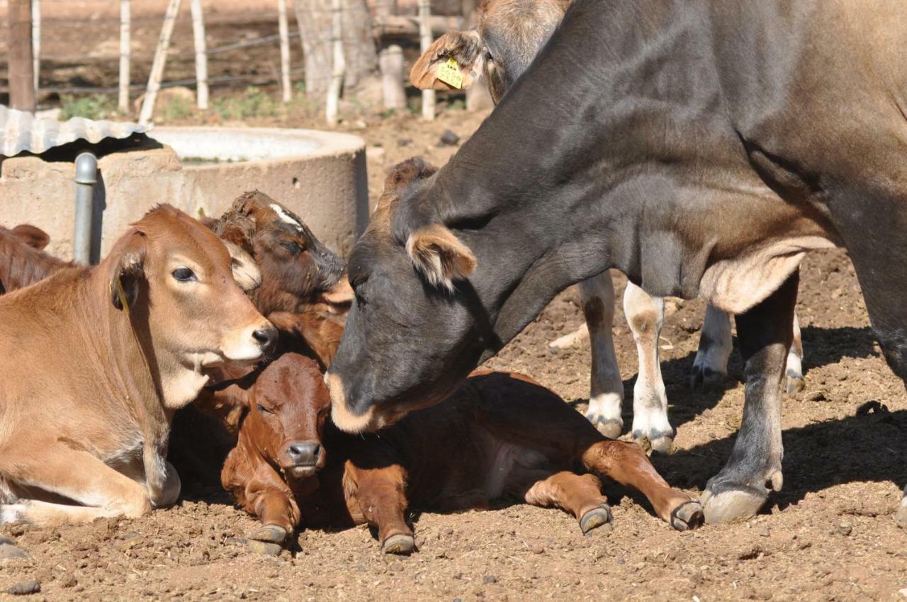 Haasenhof Gastefarm Villa Okahandja Dış mekan fotoğraf