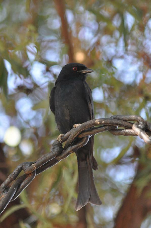 Haasenhof Gastefarm Villa Okahandja Dış mekan fotoğraf